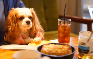 Top 9 Dog-Friendly Restaurants in Birmingham