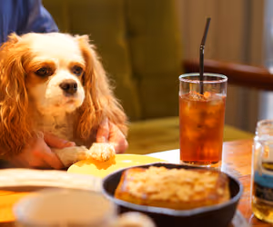 dog friendly restaurants in Birmingham