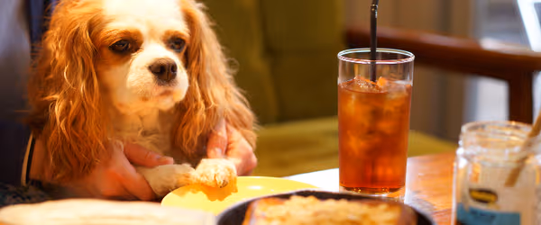 dog friendly restaurants in Birmingham