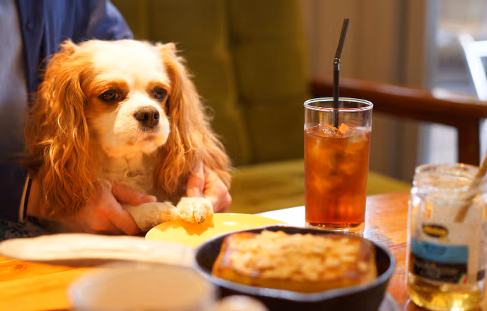 Top 9 Dog-Friendly Restaurants in Birmingham