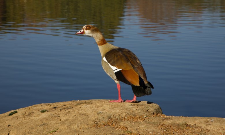 Wildlife Tour Johannesburg