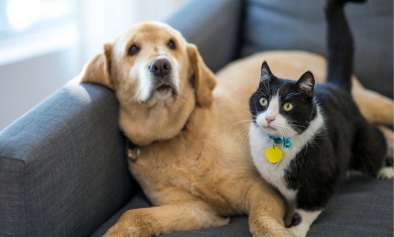 pet friendly apartments in singapore, pet friendly neighbourhoods in Singapore