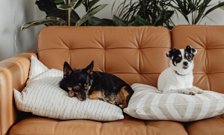 Best Pet-friendly Neighbourhoods in Dubai, Tokyo & Singapore