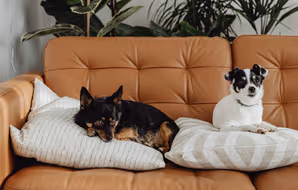 Best Pet-friendly Neighbourhoods in Dubai, Tokyo & Singapore