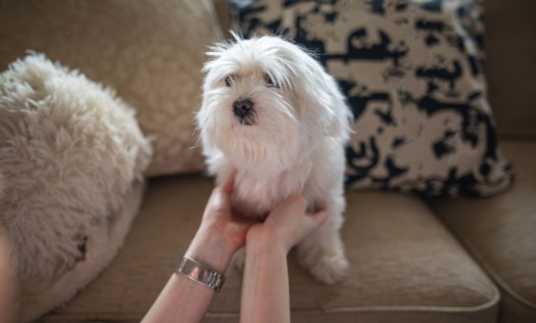 Pet-friendly stays in Dubai