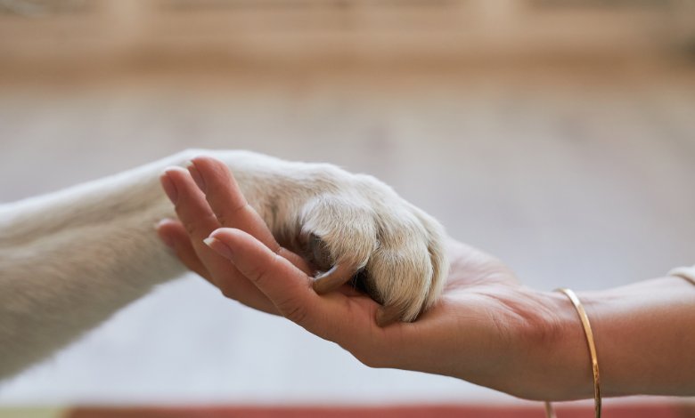 Best Pet-friendly Neighbourhoods in Dubai, Tokyo & Singapore