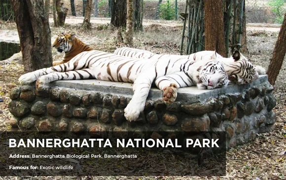 Bannerghatta National Park