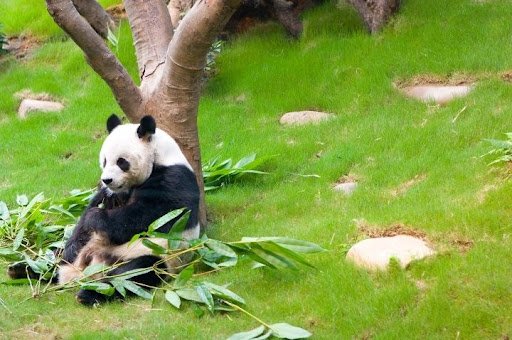 Hong Kong Ocean Park for Pandas