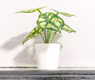 Modern 2BR Flat near University