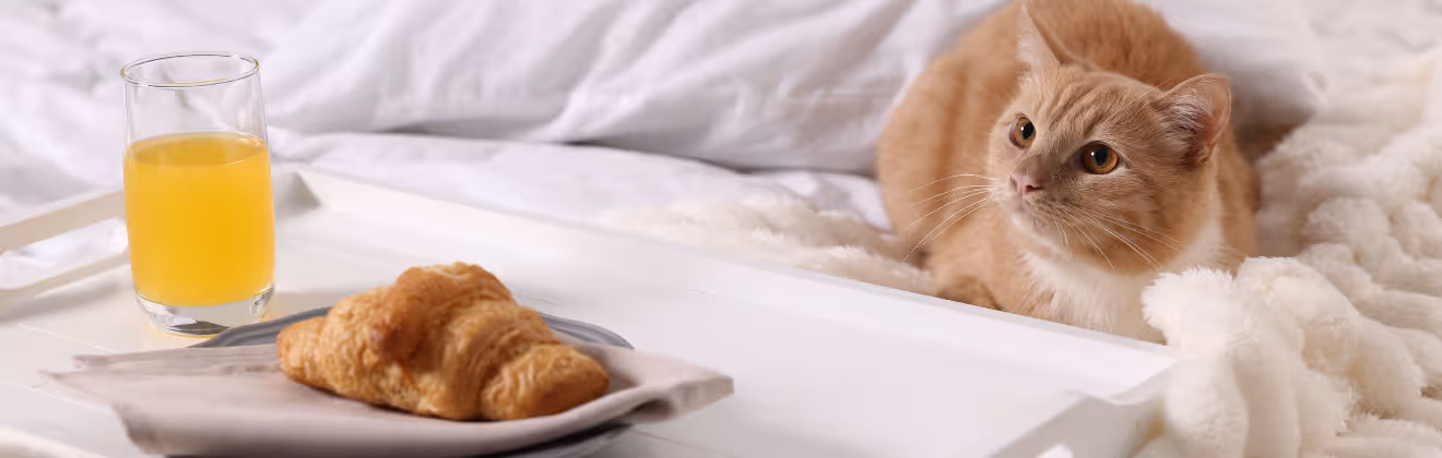 Pet Friendly Serviced Apartments Dubai