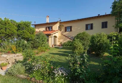 Olive Grove Porcigliano - Florence Hillside