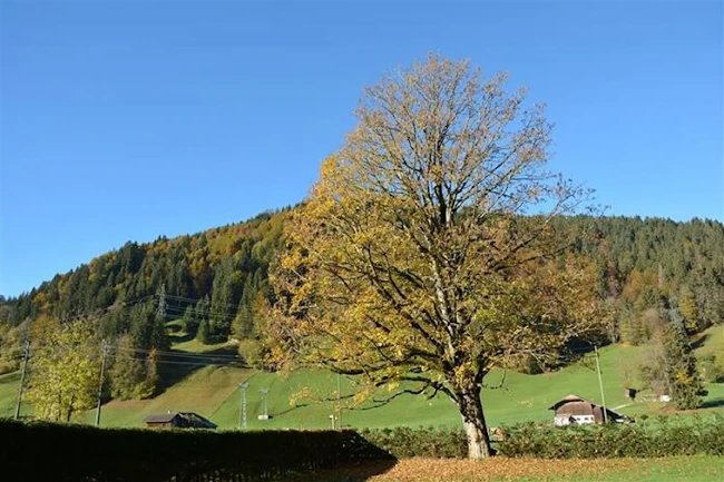 160 sqm Chalet in Gstaad Saanenland