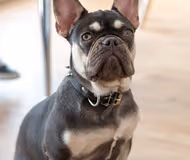 Pet Friendly The Northern Quarters