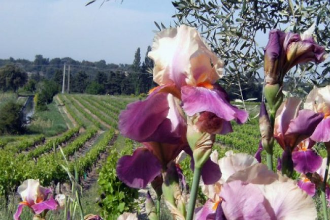 St Remy Provencal Villa With Mediterranean Essences