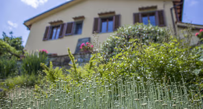 Exterior of Olive Grove Porcigliano - Florence Hillside