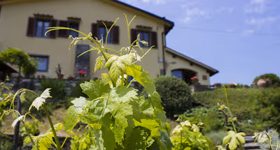 Exterior of Olive Grove Porcigliano - Florence Hillside