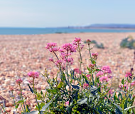 Pevensey Beach Retreat