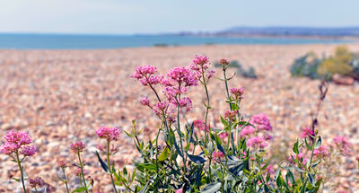 Pevensey Beach Retreat